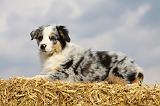 BERGER AUSTRALIEN PUPPIES 303